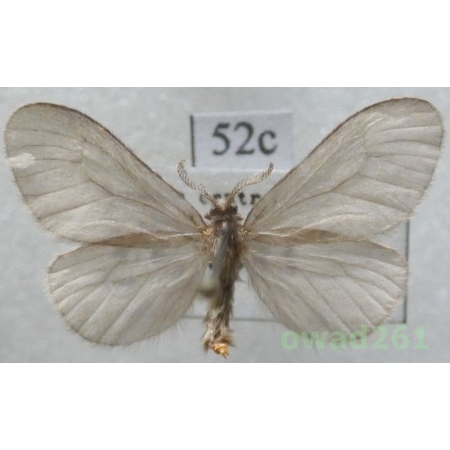 Sterrhopterix fusca (Haworth, 1809) Czech52c